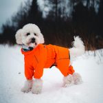 Dog Apparel